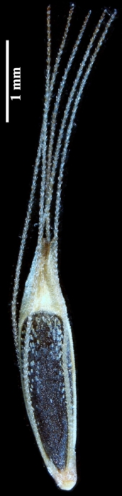 Nutlet of Rhynchospora armerioides (INPA) Brazil 1