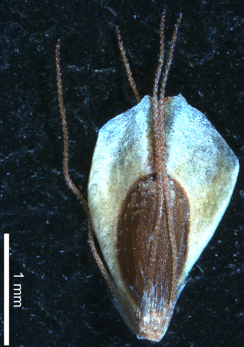 Nutlet of Rhynchospora barbata (NY) Brazil 1