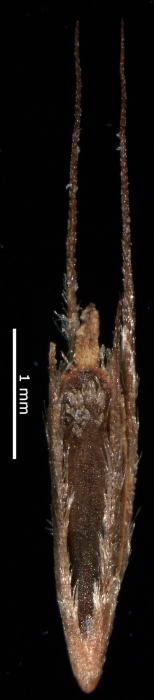 Nutlet of Rhynchospora curvula (NY) Brazil 1