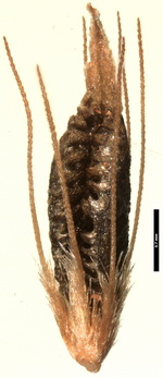 Nutlet of Rhynchospora dentinux (MG) Brazil 1