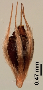 Nutlet of Rhynchospora exilis (CEN 00095348) Brazil 1