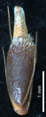 Nutlet of Rhynchospora hirta (NY 00923317) Brazil 1