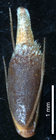 Nutlet of Rhynchospora hirta (NY 00923317) Brazil 1