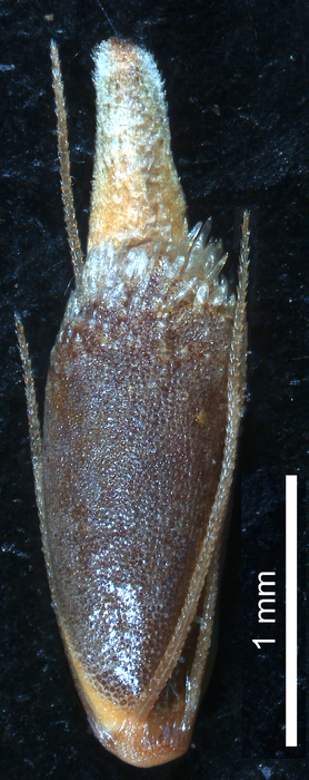 Nutlet of Rhynchospora hirta (NY 00923317) Brazil 1