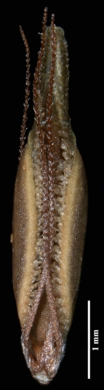 Nutlet of Rhynchospora leae (NY) Brazil 1