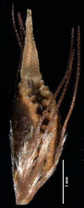 Nutlet of Rhynchospora mexicana (UB 188238) Brazil 1
