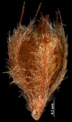 Nutlet of Rhynchospora parecisensis (MBM 412644) Holotype Brazil 1