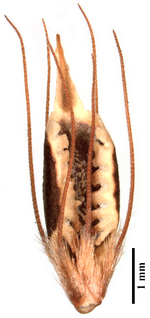 Nutlet of Rhynchospora psammophila (MG245704) Holotype Brazil 1