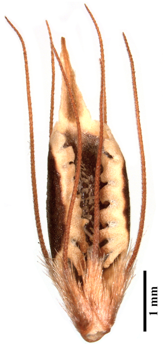 Nutlet of Rhynchospora psammophila (MG245704) Holotype Brazil 1