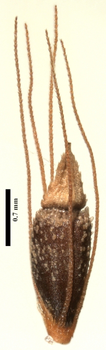 Nutlet of Rhynchospora shepherdii (MG060788) Holotype Brazil 1