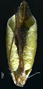 Nutlet of Rhynchospora subimberbis (NY) Brazil 1