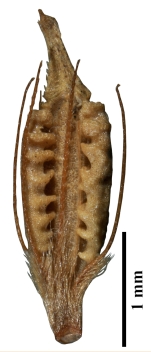 Nutlet of Rhynchospora subplumosa (IAN 156901) Brazil 1