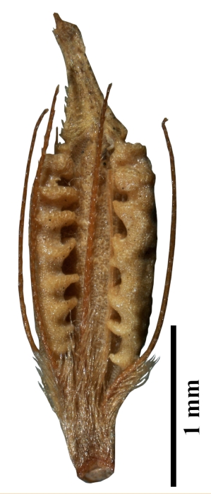 Nutlet of Rhynchospora subplumosa (IAN 156901) Brazil 1