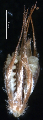 Nutlet of Rhynchospora trichochaeta (CEN 00118064) Brazil 1
