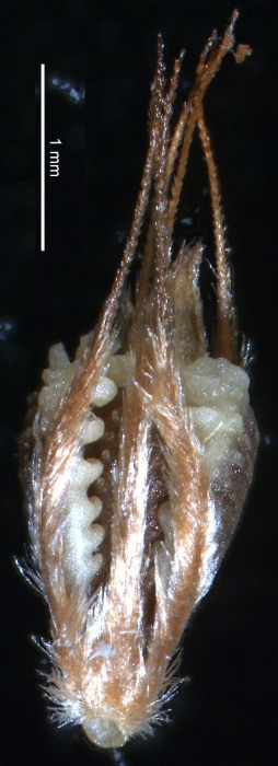 Nutlet of Rhynchospora trichochaeta (CEN 00118064) Brazil 1