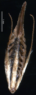 Nutlet of Rhynchospora unguinux (MG215488) Brazil 1