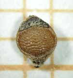 Nutlet of Rhynchospora velutina Kozera 2978 (ICN 160110) Brazil 1