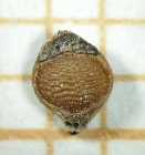 Nutlet of Rhynchospora velutina Kozera 2978 (ICN 160110) Brazil 1