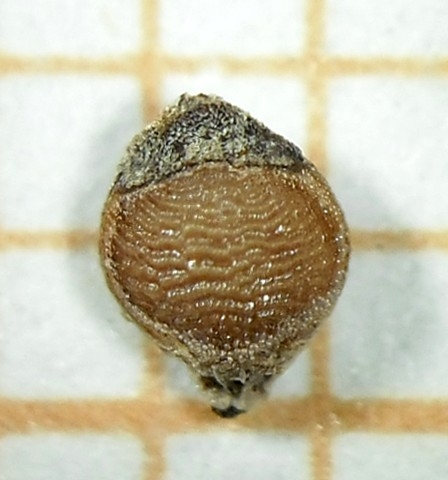Nutlet of Rhynchospora velutina Kozera 2978 (ICN 160110) Brazil 1