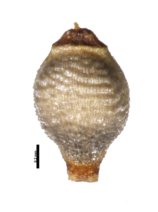 Nutlet of Rhynchospora albida Redden 7075 (NY 02529264) Guyana 1