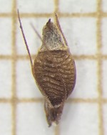 Nutlet of Rhynchospora barrosiana  Longhi-Wagner 2669 (SMDB 23432) Brazil 1