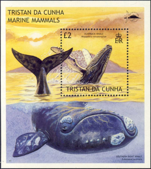 Megaptera novaeangliae & Eubalaena australis Megaptera novaeangliae & Eubalaena australis