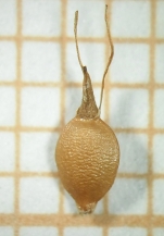 Nutlet of Rhynchospora biflora Silva Filho  (ICN 191271) Brazil 1