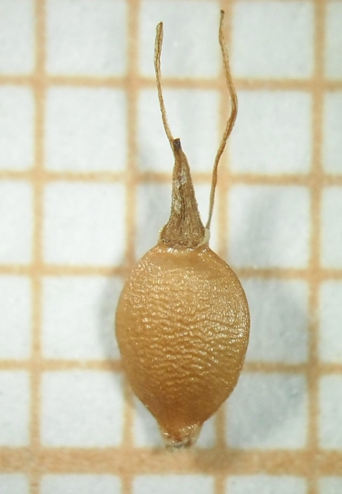 Nutlet of Rhynchospora biflora Silva Filho  (ICN 191271) Brazil 1