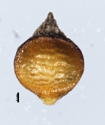 Nutlet of Rhynchospora boeckeleriana Araujo & Vendruscolo 1664 (NY01145240) Brazil 1
