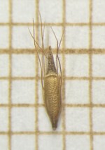 Nutlet of Rhynchospora brasiliensis  Longhi-Wagner 7283 a (SMDB 17622) Brazil 1