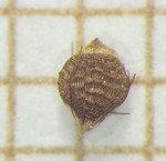 Nutlet of Rhynchospora brittonii  Trevisan 1055 (ICN 164756) Brazil 1
