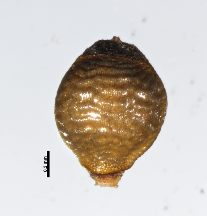 Nutlet of Rhynchospora caracasana Shepherd 3737 (NY 00939352) Brazil 1