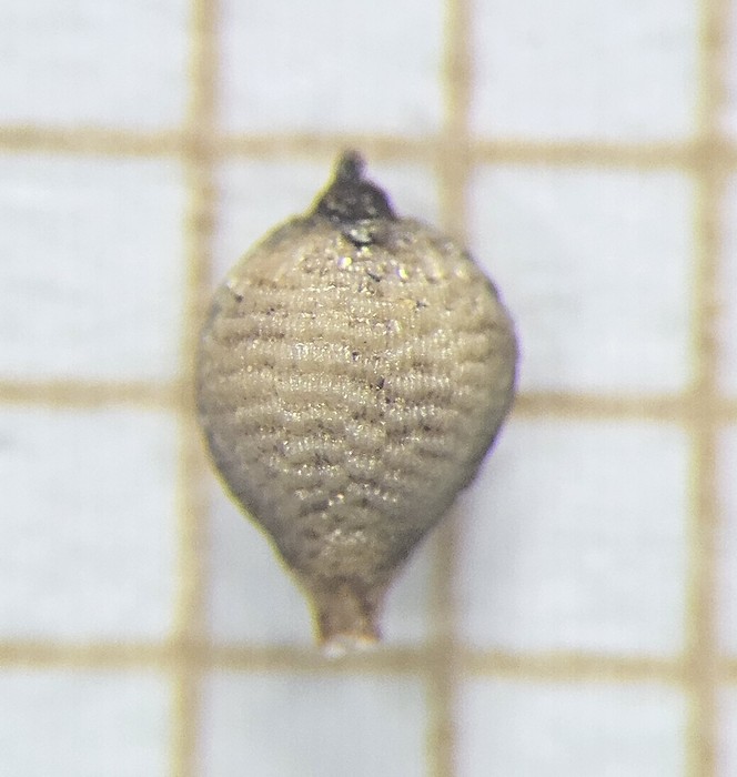 Nutlet of Rhynchospora ciliolata  Longhi-Wagner 10370 (SMDB 17423) Brazil 1