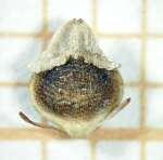 Nutlet of Rhynchospora conferta Silva Filho 1880 (ICN 191278) Brazil 1