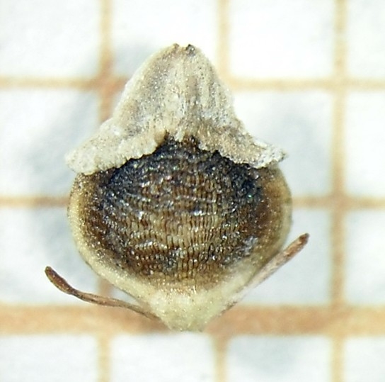 Nutlet of Rhynchospora conferta Silva Filho 1880 (ICN 191278) Brazil 1