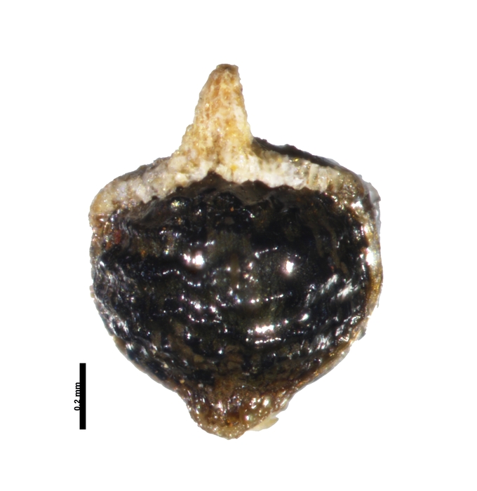 Nutlet of Rhynchospora contracta Thomas 15010 (NY 01198485) Cuba 1