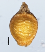 Nutlet of Rhynchospora crinigera Smith 13654 (NY 636708) Brazil 1