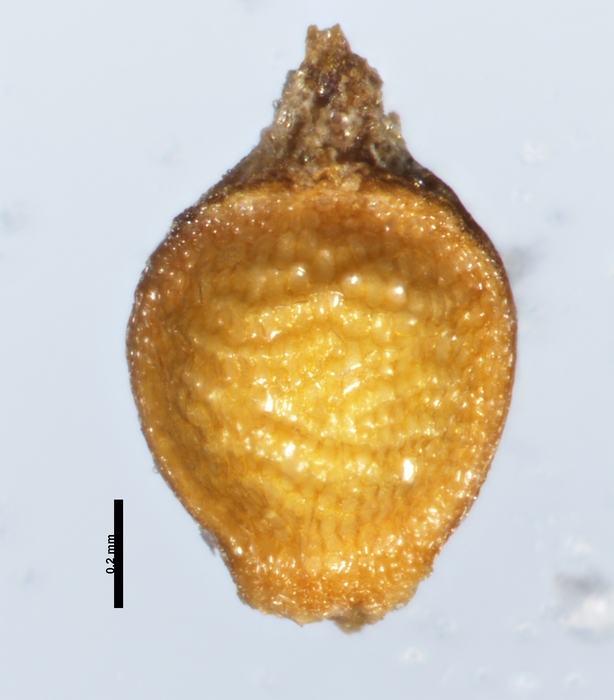 Nutlet of Rhynchospora crinigera Smith 13654 (NY 636708) Brazil 1