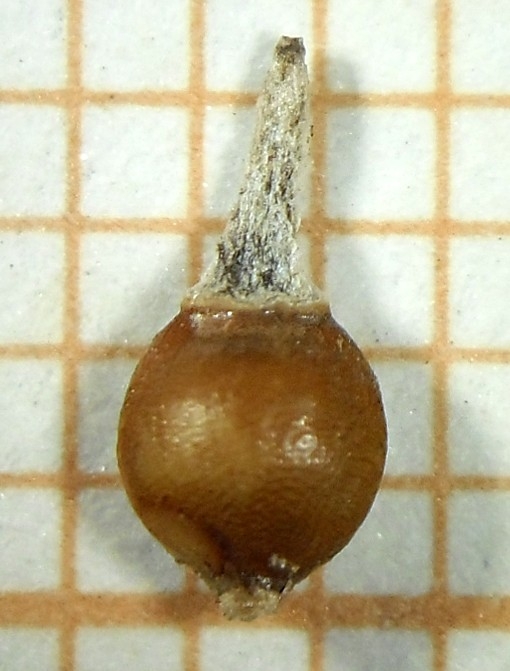 Nutlet of Rhynchospora glaziovii Silva Filho 1401 (ICN 173198) Brazil 1