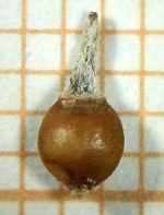 Nutlet of Rhynchospora glaziovii Silva Filho 1401 (ICN 173198) Brazil 1