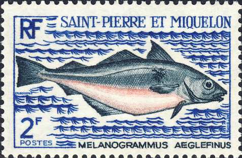 Melanogrammus aeglefinus Melanogrammus aeglefinus