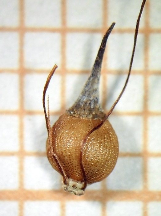 Nutlet of Rhynchospora hieronymi subsp. montevidensis Silva Filho 1879 (ICN 191277) Brazil 1