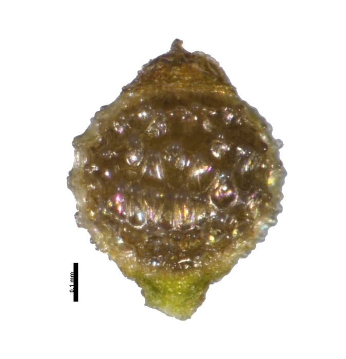 Nutlet of Rhynchospora hirsuta Jansen-Jacobs 5024 (NY 3108123) Guyana 1