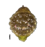 Nutlet of Rhynchospora hirsuta Jansen-Jacobs 5024 (NY 3108123) Guyana 1