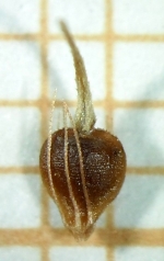Nutlet of Rhynchospora holoschoenoides Silva Filho 1866 (ICN 191264) Brazil 1