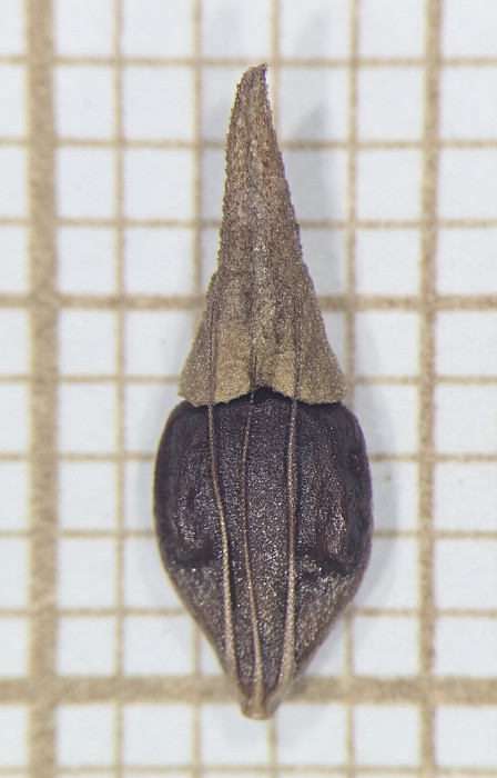 Nutlet of Rhynchospora indianolensis  Silva Filho 2379 (SMDB 21871) Brazil 1