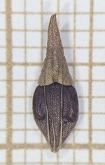Nutlet of Rhynchospora indianolensis  Silva Filho 2379 (SMDB 21871) Brazil 1