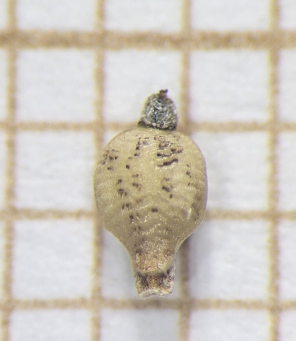 Nutlet of Rhynchospora lapensis  Longhi-Wagner 9998 (SMDB 17408) Brazil 1