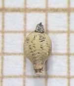 Nutlet of Rhynchospora lapensis  Longhi-Wagner 9998 (SMDB 17408) Brazil 1