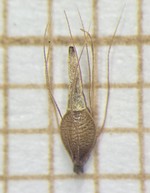 Nutlet of Rhynchospora marisculus  Demeda 134 (SMDB 20696) Brazil 1